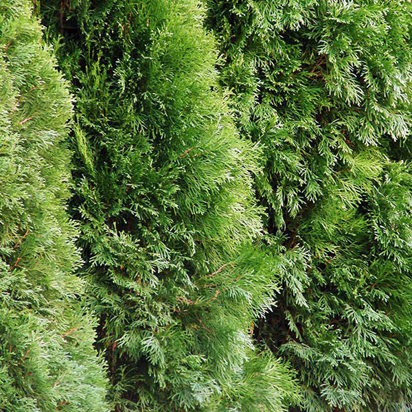 Туя западная Смарагд v2 30-40 Lav_3.jpg
