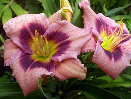 Новинка_Лилейник Пёрпл Вотерс_3.jpg