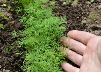 укроп на грядке