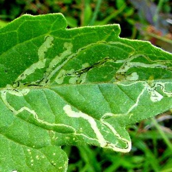 Зараженный лист