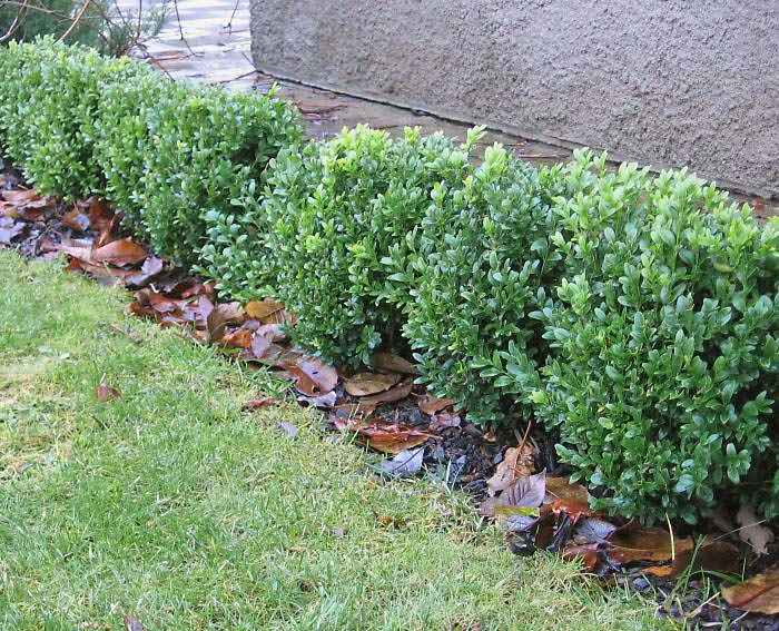 самш. жив изг..jpg