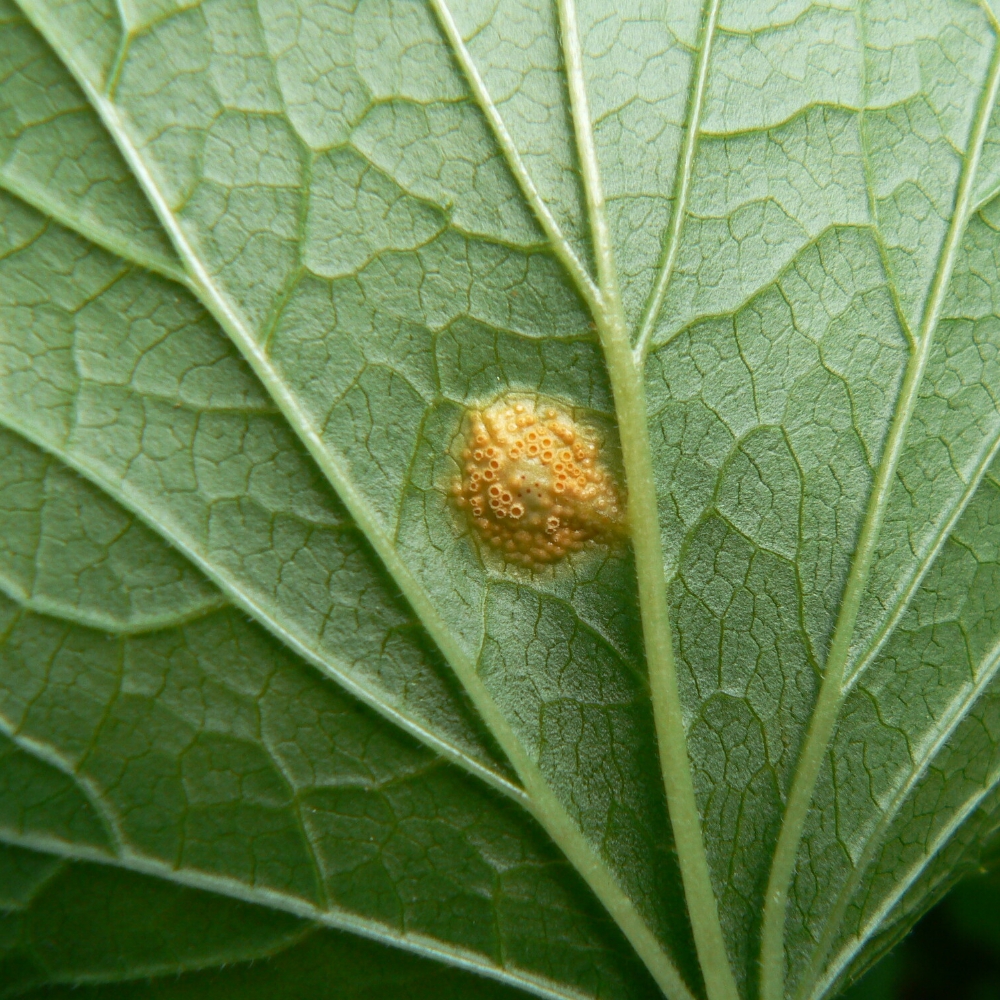 Бокальчатая ржавчина на листе смородины