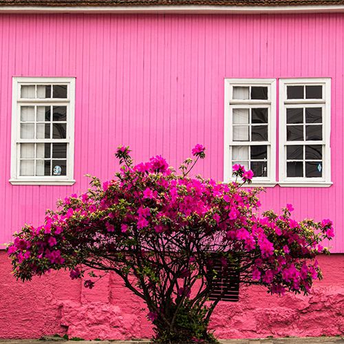 азалия на фоне розового дома