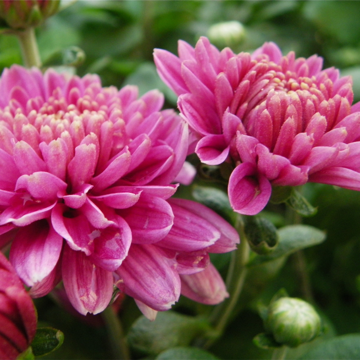 хризантемы хризантемы