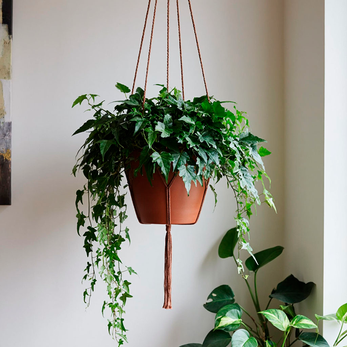 циссус в кашпо подвесном.png