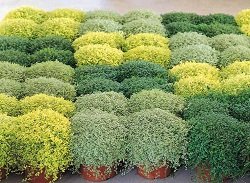 купить солейролию