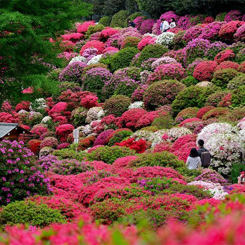 цветущий сад 