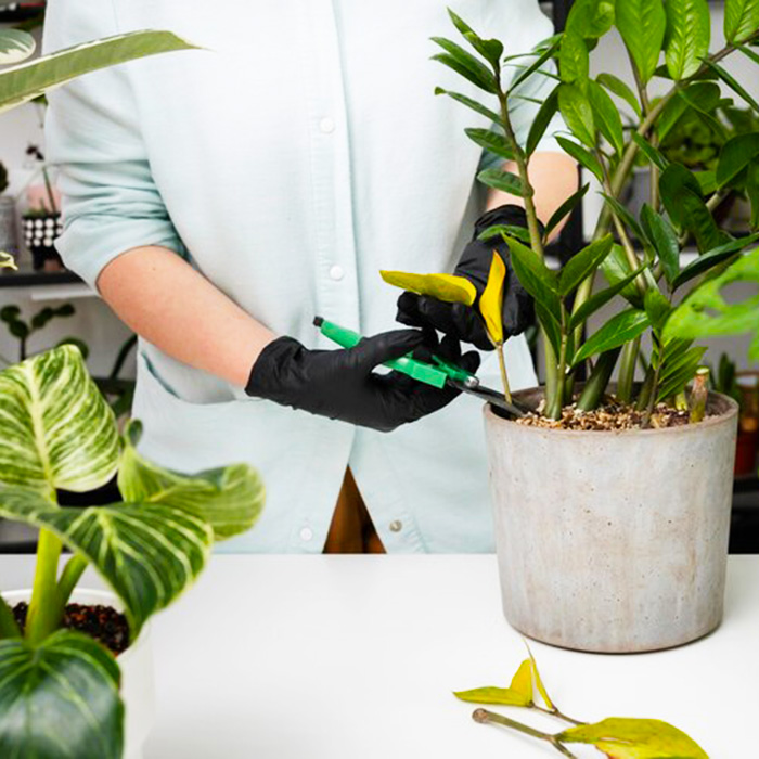 обрезка растений 700х700.jpg