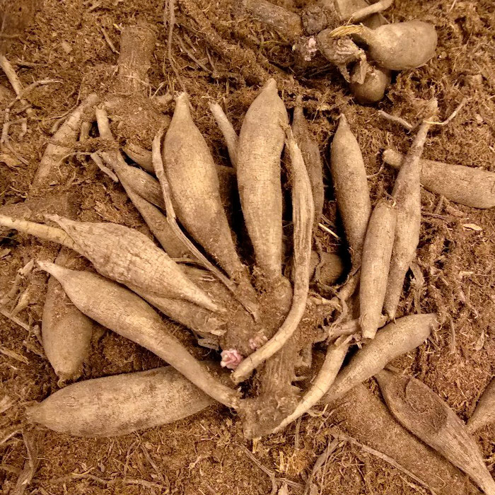 клубни георгин