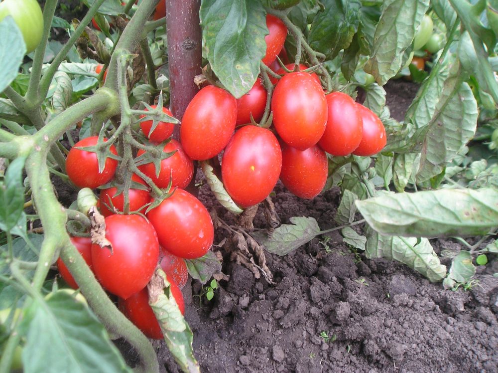 томат диаболик.jpg