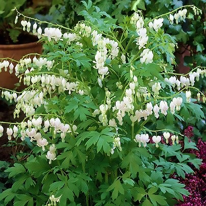 дицентра белая