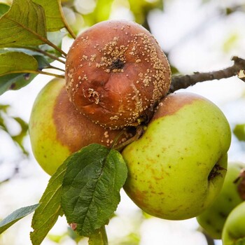 Плодовая гниль и как с нею бороться 2.jpg