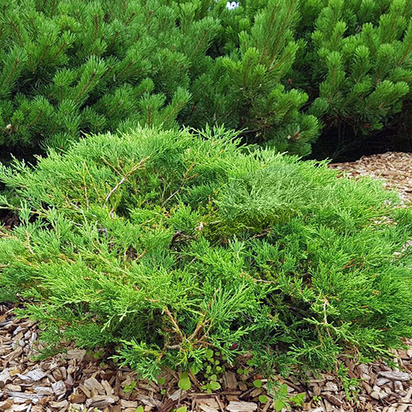 Можжевельник горизонтальный Андорра Компакта v2 Lav.jpg