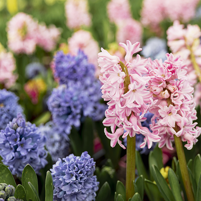 гиацинты нежных расцветок