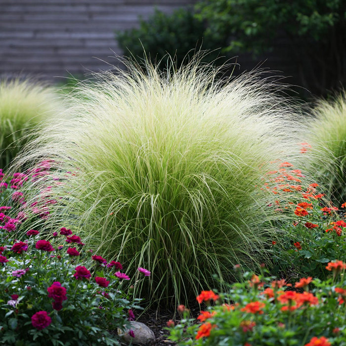 ковыль в клумбе
