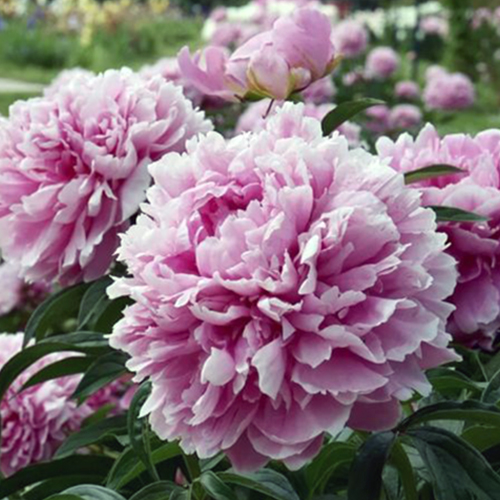 пионы розовые