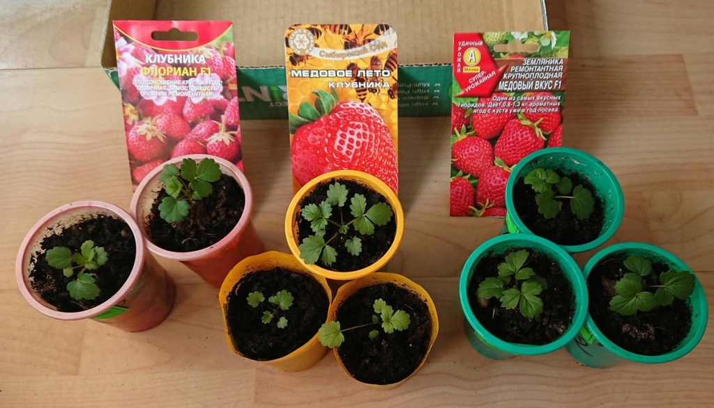 сем клубн.jpg