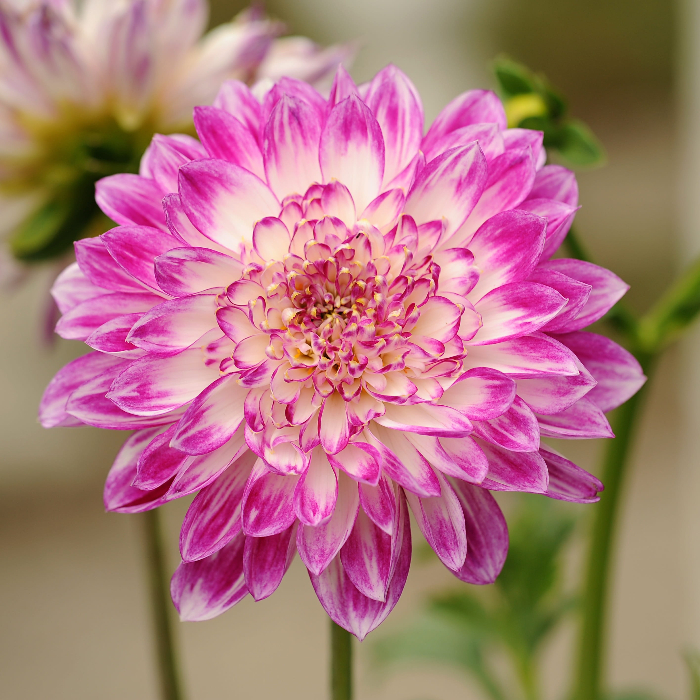 хризантема