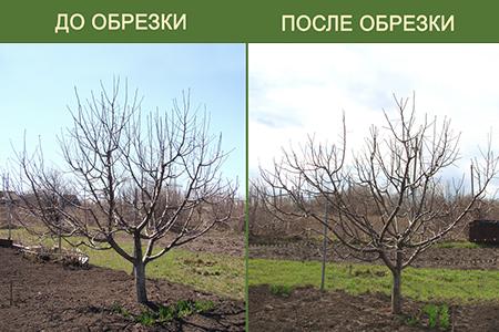 Обрезка яблони Дарвин.jpg Обрезка яблони Дарвин.jpg