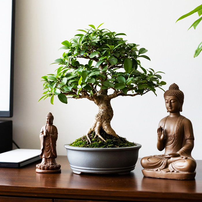 фикус бонсай с фигурами будды
