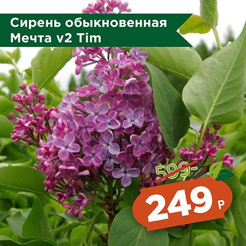 Сирень Мечта Сирень Мечта
