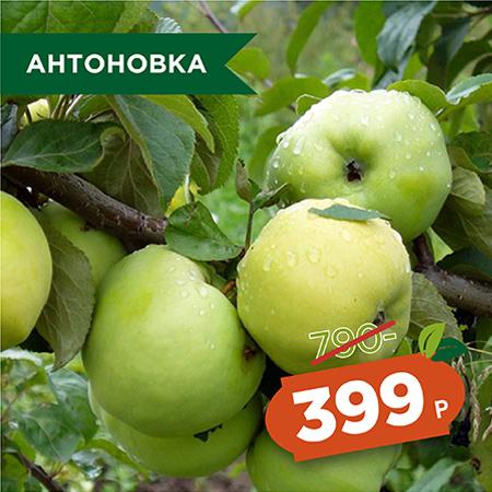 Антоновка.jpg Антоновка.jpg
