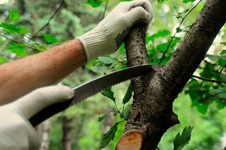 обрезка плодовых Дарвин (3).jpg обрезка плодовых Дарвин (3).jpg