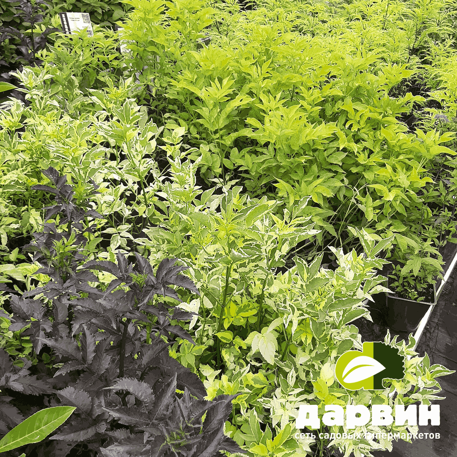 лиственные растения