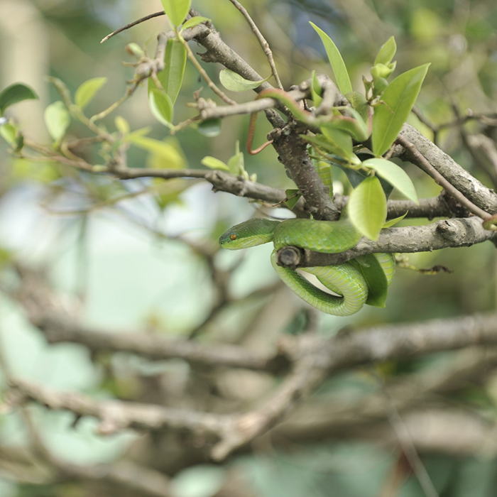 змея в живой природе