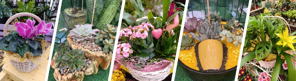 товары в дарвин