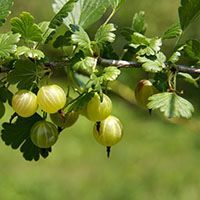 Кусты крыжовника Кусты крыжовника