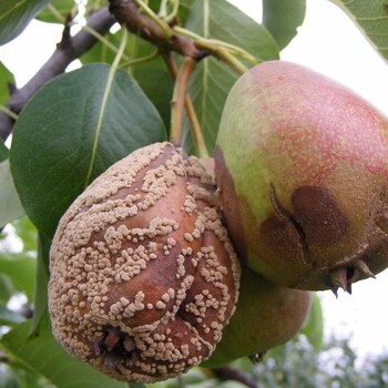 Плодовая гниль