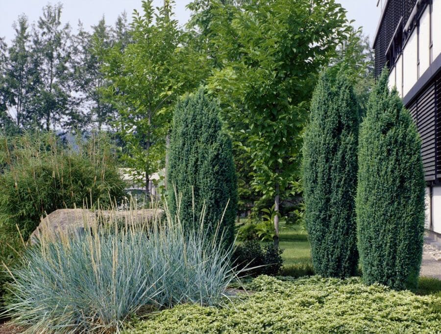 Можжевельник обыкновенный Hibernica (Хиберника).jpg