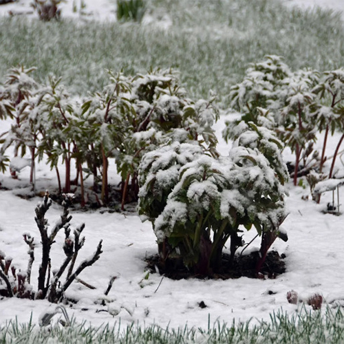 пионы под снегом пионы под снегом