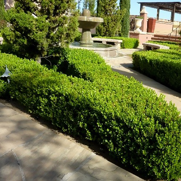 кизильник в живой изгороди