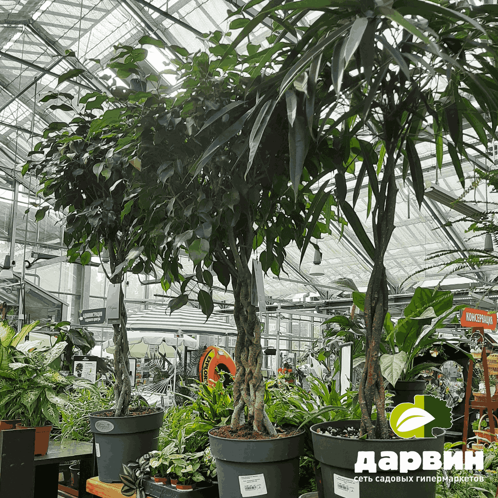 комнатные крупномеры переплетенные