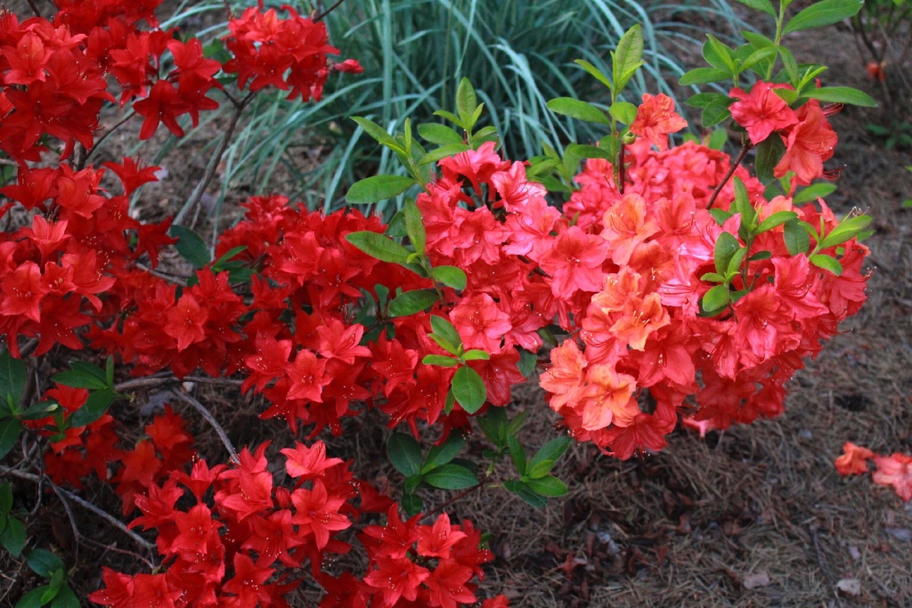 азалия набукко