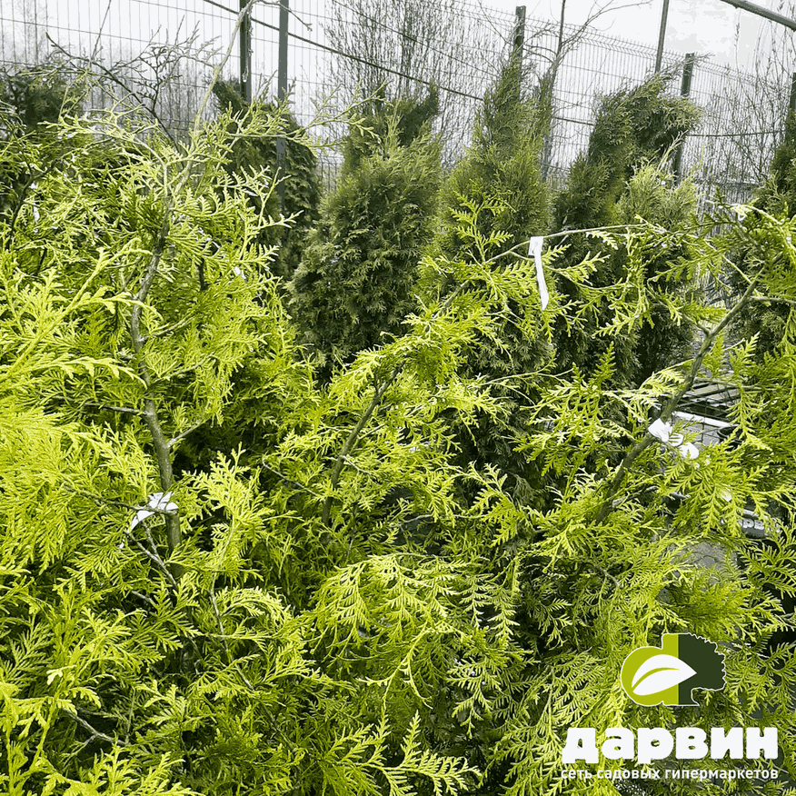 хвойные растения в Дарвин