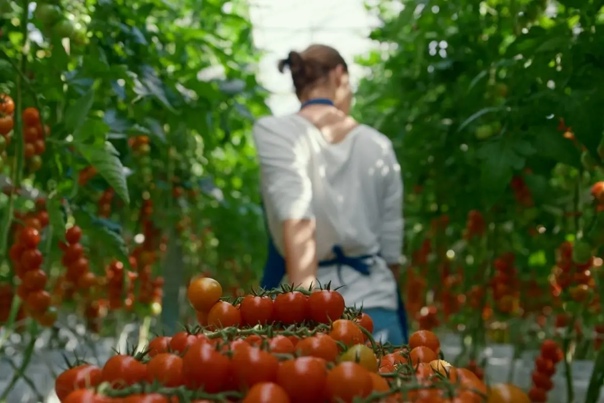 Урожай томатов