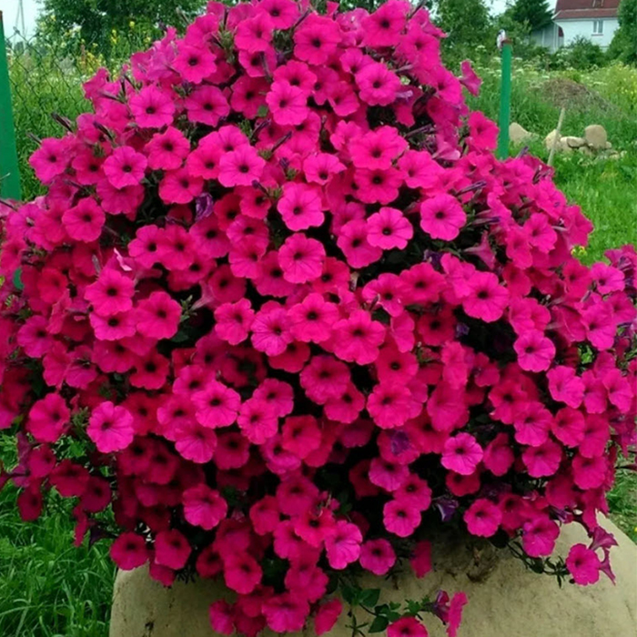 петуния каскадная