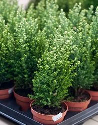 купить кипарисовик