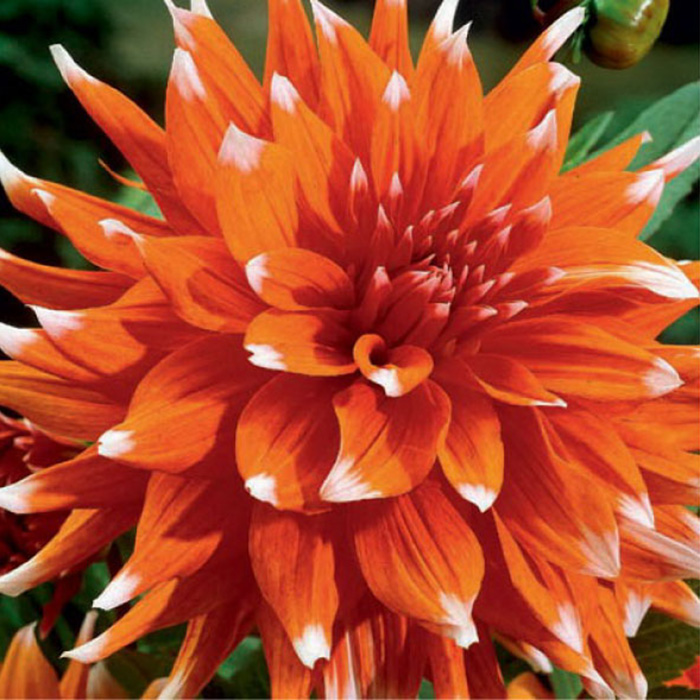 Многолетники HBM Георгина Кактусовая Колор Спектакль пакет 1 шт 11-12 Многолетники HBM Георгина Кактусовая Колор Спектакль пакет 1 шт 11-12