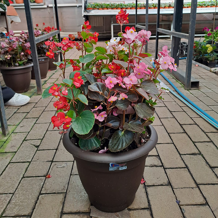 Бегония вечноцветущая в кашпо