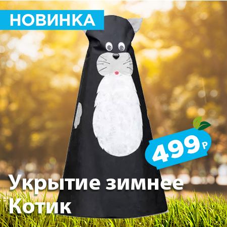 котик.jpg котик.jpg