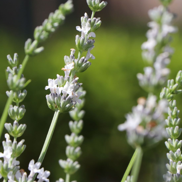 лаванда цветы