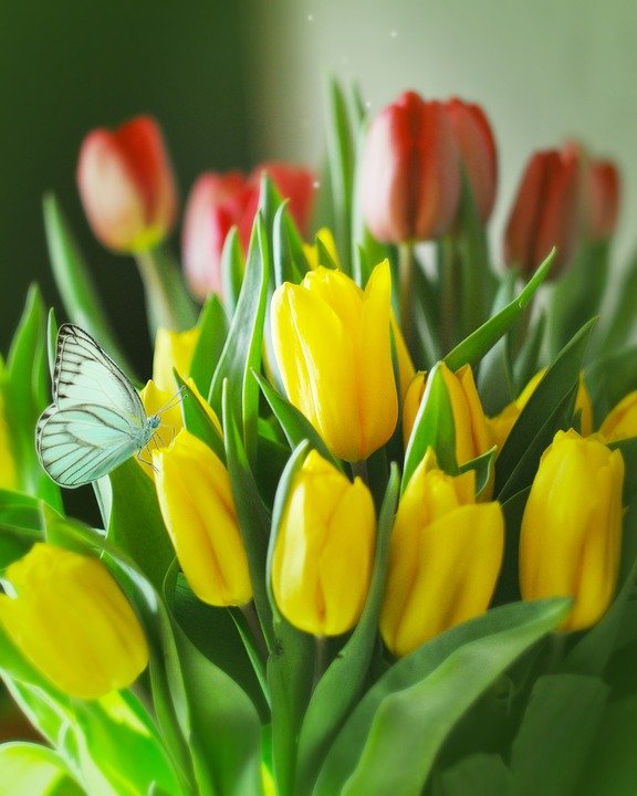 tulips-3632090_960_720.jpg