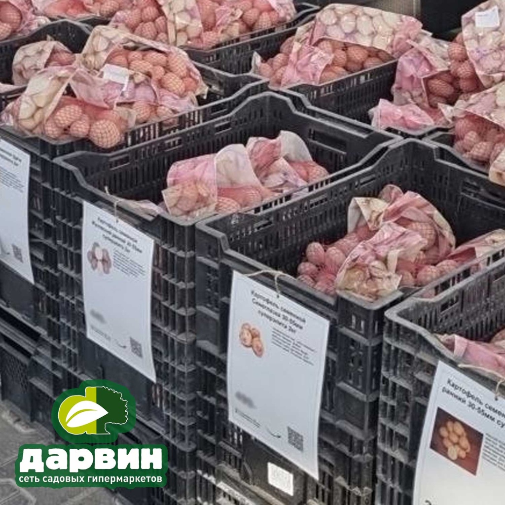 картофель картофель