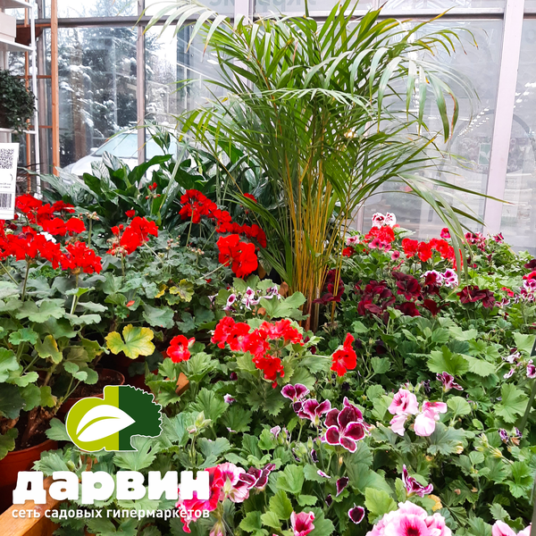 цветущие комнатные растения