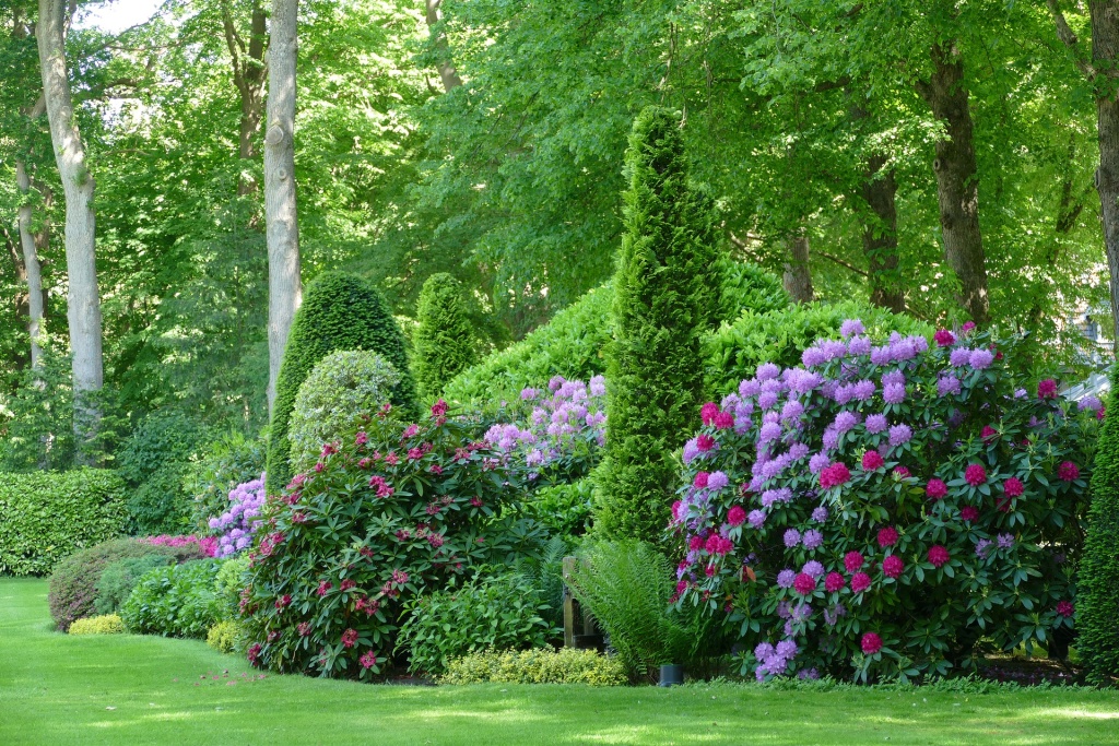 rhododendr.jpg