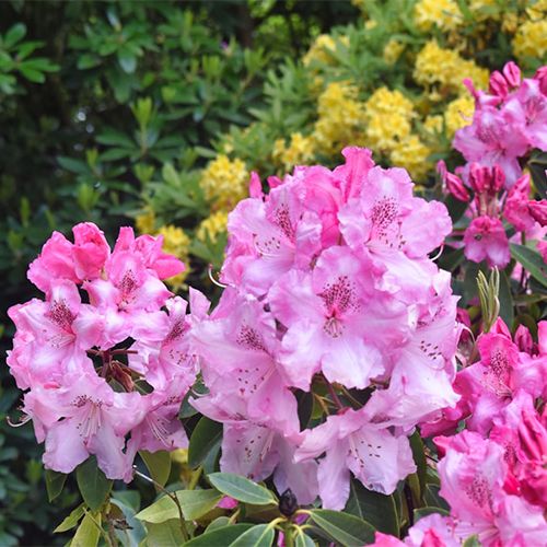 рододендрон розовый